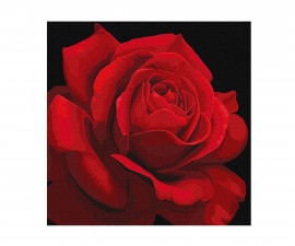 Комплект рисуване по номера с акрилни бои върху платно на подрамка Ideyka, Червена роза, 40 х 40 см - Fistocommerce KHO3238