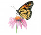 Комплект 4 картини микс Royal: Рисуване по номера с цветни моливи, пеперуди - Fistocommerce AVSDME202 thumb 4