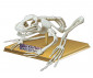 Образователни игри за сглобяване Eastcolight - Направи си сам: Скелет на жаба 36001 thumb 2