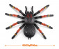ZURU 7170 - Robo Alive Wildlife Giant Tarantula thumb 16