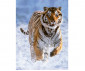 Ravensburger 12000148 - Пъзел 500 елемента - Тигър в снега thumb 2