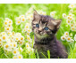 Ravensburger 12000367 - Пъзел 500 елемента - Котка в градината thumb 2