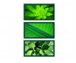 Ravensburger 16283 - Пъзел 3х500 елемента - Картини в зелено thumb 2