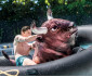 Надуваеми острови Summer Collection INTEX 56280EU - Inflatabull thumb 4