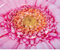 Плажни дюшеци Summer Collection INTEX 58787EU - Pink Daisy Flower Mat thumb 5