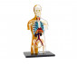 Детски анатомичен модел на Човешкото тяло Thames&Kosmos thumb 3